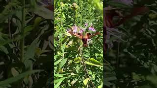 hummingbird clearwing moth [upl. by Nalad]