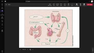 Parathyroid glands Dr A Mismar [upl. by Uba]