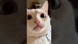 Funny Cats 2024 😅 viral 🐱 CazyFunnyCats Episode 9340 [upl. by Leilani421]