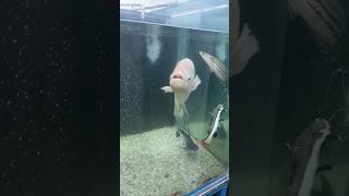 River monster joint gurami fish Redtail Catfish channna fish Alligatorgar shortvideo shorts fish [upl. by Ettenwahs]