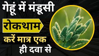 how to control phalaris minor in wheat।गेहूं में मंडूसी रोकथाम करने का सही तरीका।awkira herbicide [upl. by Armallas]