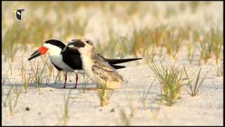 Black Skimmers [upl. by Atila]