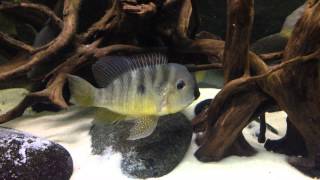 Gymnogeophagus balzani 23Nov2014 [upl. by Kahn621]