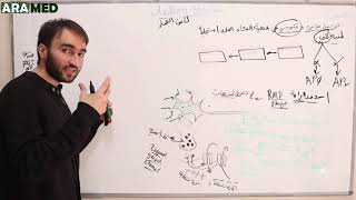 quotالأنسجة المستثارةquot 2 كامن العمل Action potential [upl. by Hayila32]