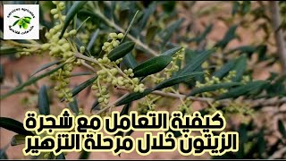 كيفية التعامل مع شجرة الزيتون خلال مرحلة التزهير [upl. by Espy]