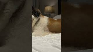 Tenu sang rakhna cute pets dog love lyrics song saintbernard petowner viralvideo trending [upl. by Enytsuj]