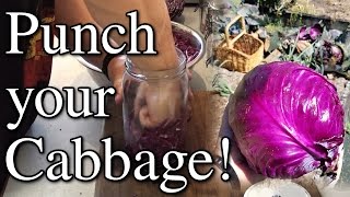 Punching Cabbage Making Purple Sauerkraut Mango Growing amp More [upl. by Eolhc]