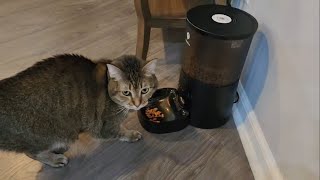 Automatic Pet Food Dispenser  Great for Cats and Dogs [upl. by Frentz]