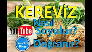 🌿Kereviz Nasıl Soyulur 🌱Kereviz Nasıl Doğranır ⭐️En Pratik Kereviz Soyma Yöntemi [upl. by Fletcher536]