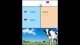 🇬🇧 Cow  🇦🇲 կով  kow  🇩🇪 Kuh Հայերենի արմատները անգլերենում և գերմաներենում [upl. by Harrod135]