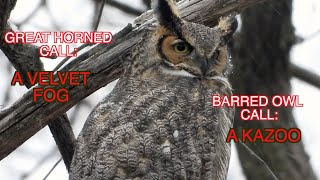 A Comparison of Great Horned and Barred Owls NARRATED [upl. by Yrocaj]