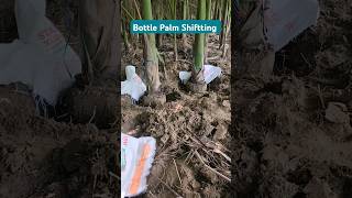 Bottle Palm Shiffting👏How To Shifting Big Plant In Nursery👏shorts youtubeshorts nursery [upl. by Miett]