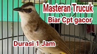 Masteran Trucuk Males Bunyi amp Burung Trucuk macet Durasi Panjang [upl. by Atiral736]