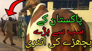 Pakistan K Sab Sy Baray Bachray Ki Entry 😅 Biggest Bull Entry at Amazing Cattle Pakistan [upl. by Devin]