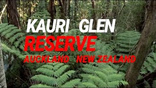 Kauri Glen Reserve  A fabulous free bush walk in Auckland New Zealand aucklandwalks bushwalks [upl. by Navets]