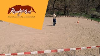 Training L2 Roundpen Training mit Leo – Tag 2 Temperament Melancholiker [upl. by Aioj]