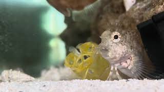 Blenny  Filefish vs Leftover Shrimp from Barramundi snacks [upl. by Clarice783]