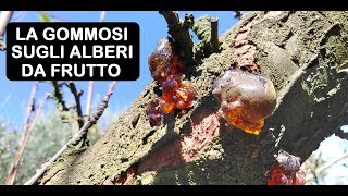 GOMMOSI SUGLI ALBERI DA FRUTTO [upl. by Hnahc]