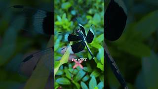 Neurothemis Tullia  Cam of RKC camofrkc shorts insects dragonfly nature [upl. by Chen47]