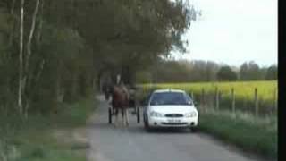 Training in a 2wheeler whitetailed horse [upl. by Berl]