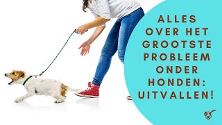 Alles over het grootste probleem onder honden uitvallen [upl. by Oloapnaig]