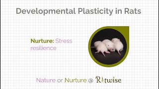 Developmental Plasticity in Rats [upl. by Jase642]