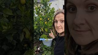 Zitrone als Weihnachtsbaum 🍋🎁🎄zitrone gärtnern gardening nachhaltigkeit nachhaltigleben [upl. by Nanette324]