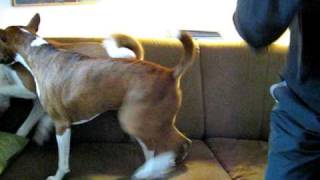 Basenji dogs playing [upl. by Airtal]