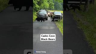 Cades Cove Black Bears Cross The Road [upl. by Vania473]