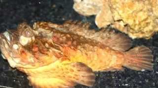 Stonefish Facts 16 facts about Stonefish [upl. by Adneral]