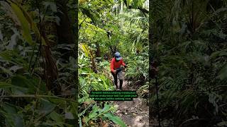 Fungsi trekking pole saat hiking amp trail run tektokgunung trailrun hiking trailrunning [upl. by Nnylatsyrk]