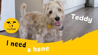 Teddy the terrific Crossbreed  Dogs Trust Leeds [upl. by Eiznekcam263]