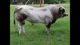 Piedmontese Cattle  Interesting Facts [upl. by Elleved]