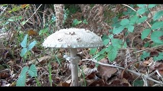 Coulemelle  Petite et Grande  Champignon  Lépiote élevée  Gracile  Bretagne  France [upl. by Fen]