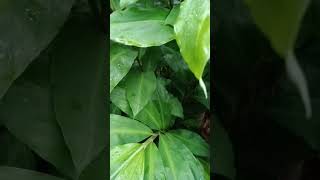 Lempuyang Zingiber zerumbet nature satisfying plants gardening garden trendingshorts shorts [upl. by Ainaznat710]