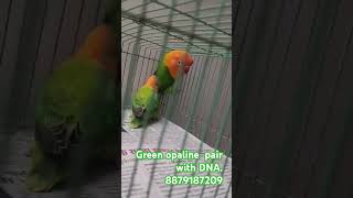 Green opaline Afrcian lovebird 😍birds africanlovebirds birdslover opalinelovebirds ytshorts yt [upl. by Franklin]