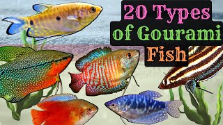 Exploring 20 Fascinating Gourami Fishes Types  From Vibrant Colors to Graceful Fins [upl. by Schacker430]