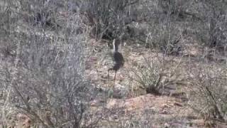 Northern black korhaan mating [upl. by Lavotsirc]