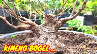 VIDEO 68  BERINGIN KIMENG BOGEL amunisi THE MAX [upl. by Drewett]