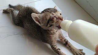 Rescue Orphan Kitten Got New Bottle  Cute Kitten Has Eye Infection And Needs Treatment [upl. by Brufsky196]