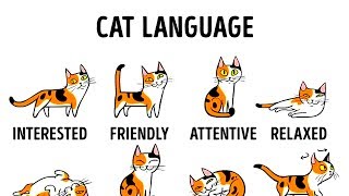 HOW TO UNDERSTAND YOUR CAT BETTER [upl. by Fattal659]