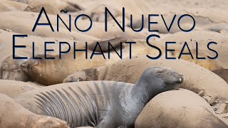 Elephant seals of Año Nuevo May 2022 [upl. by Kaehpos]