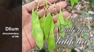 Indian rosewood Dalbergia latifolia  part 6 [upl. by Durwin]