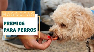 Cómo usar los premios para adiestrar a un perro  Verdecora [upl. by Anor]