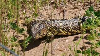 Shingleback Lizard Tiliqua rugosa [upl. by Publus]