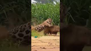 Into the Wild The Fierce Struggle Between Jaguar and Capybara [upl. by Tyne]