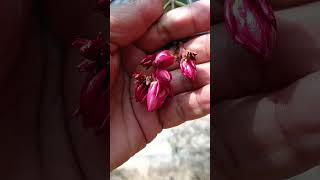 FlowersGardeningLawnNerium oleander plantshort videotrending reelshighlightsubscribers [upl. by Auhsej]