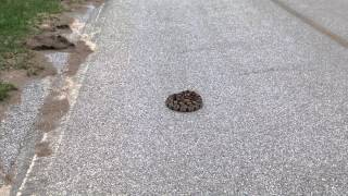 HUGE Timber quotCaneBrakequot Rattlesnake in Georgia [upl. by Ariek332]