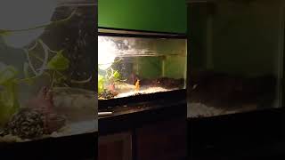 Put some golden pothos in my fish tank aquarium goldenpothos [upl. by Clie]