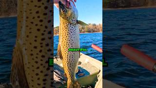 Trout are FINALLY Hitting Crank Baits browntroutfishing fishing browntrout troutfishing trout [upl. by Greenstein]